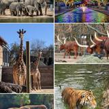Houston Zoo - Medical Center Gate (open on holidays)