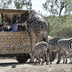 Guided wildlife tour