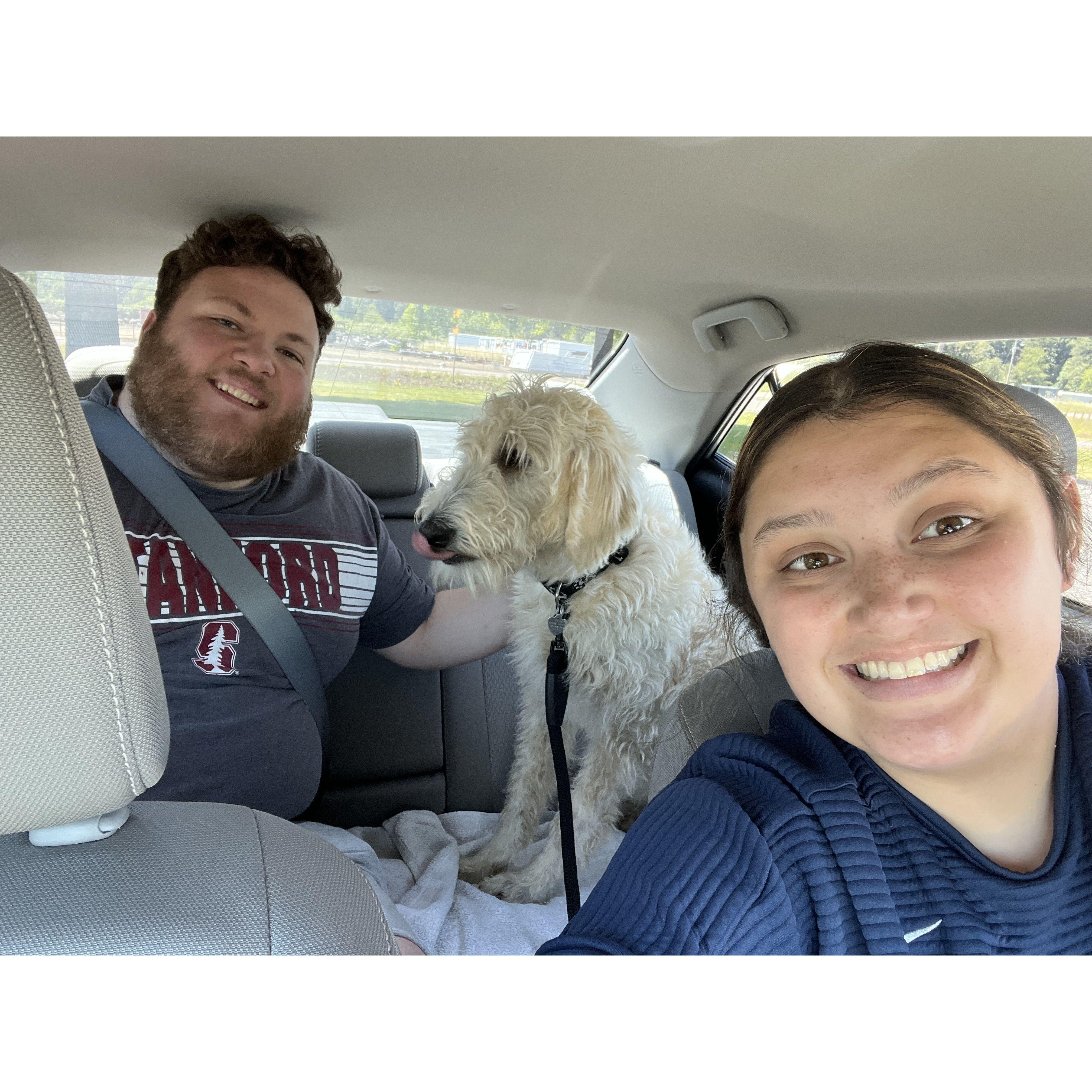 This is our puppy we rescued from OHS named Bentley! He is a two year old labradoodle.