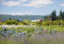 Sauvie Island