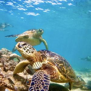 Waikiki Snorkel Tour