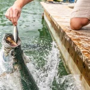 Feeding Fish at Robbie's Marina