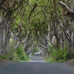 The Dark Hedges