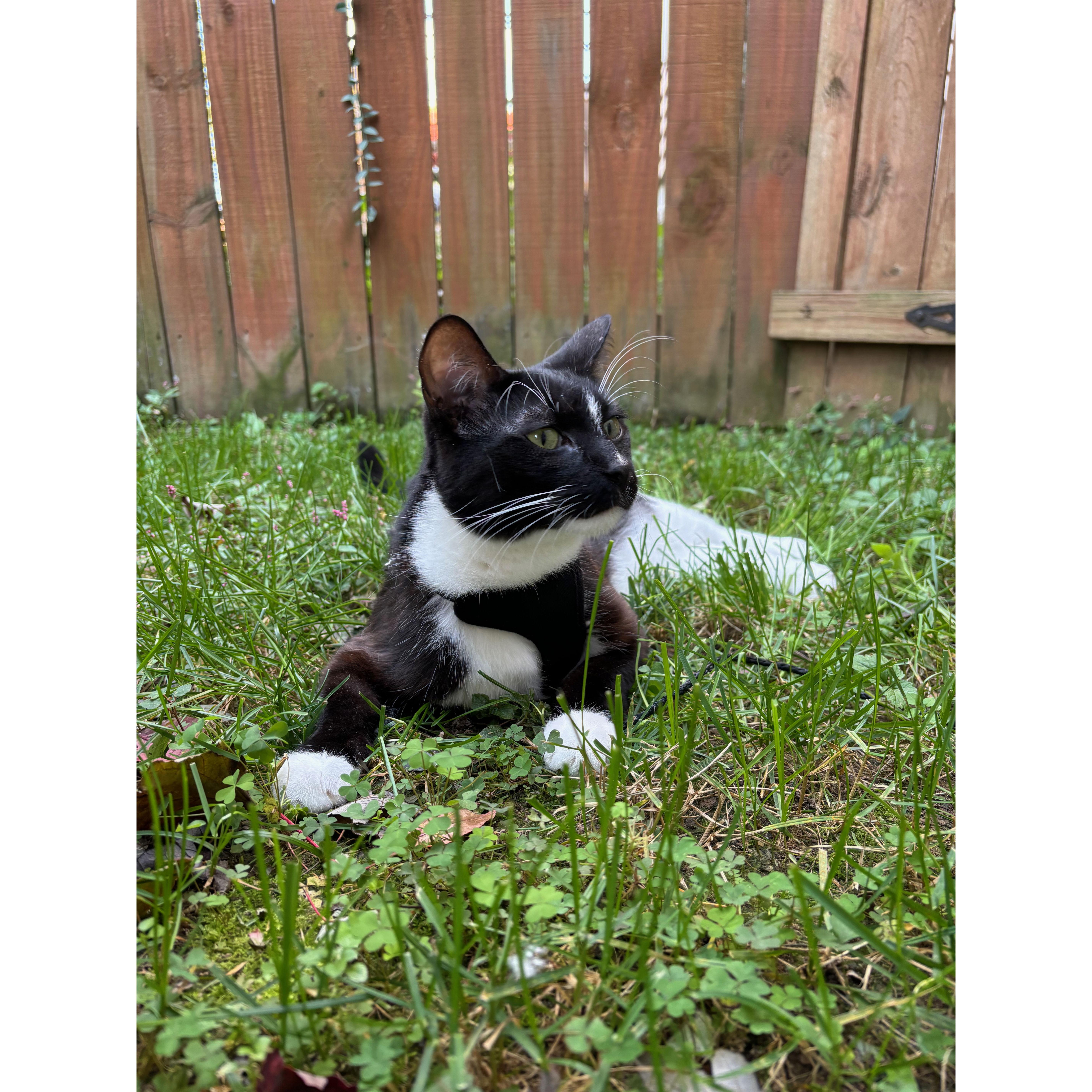 Gizmo exploring his new backyard