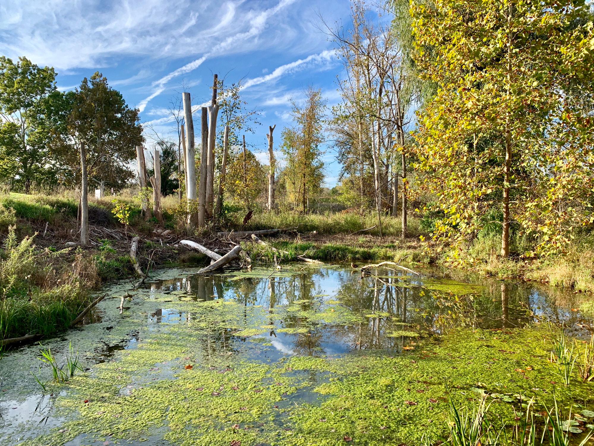 Nichols Arboretum, MI