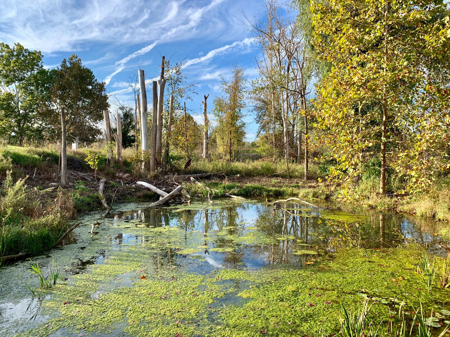 Nichols Arboretum, MI