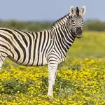 Harmony Park Safari
