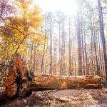Umstead Park