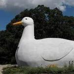 The Big Duck
