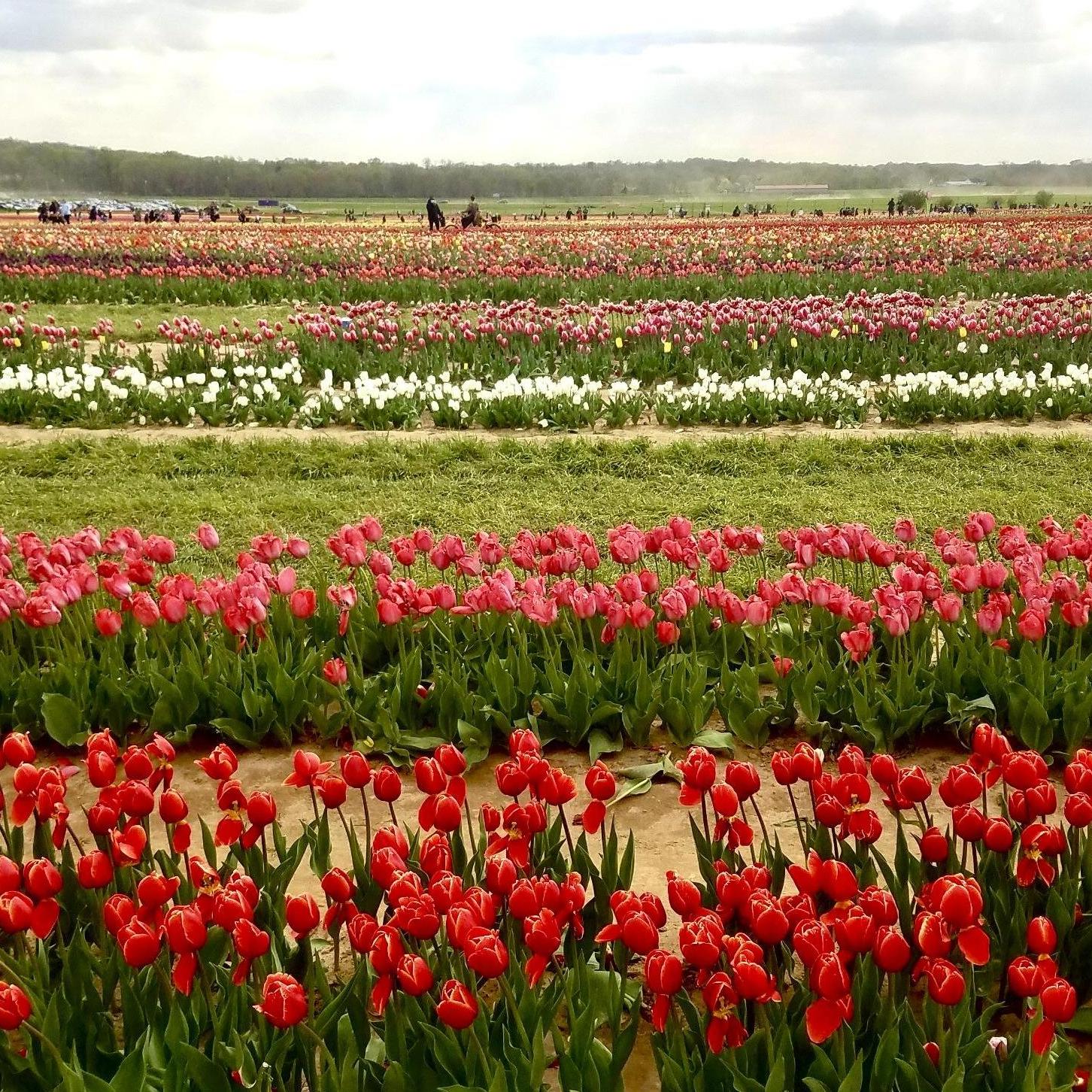 Date: April 22, 2021
Days Dating: #1,067
Location: Holland Ridge Farms, NJ
We went to the Farm's "U-Pick Tulips" event and left with dozens of great pictures and dozens of lovely blooms.