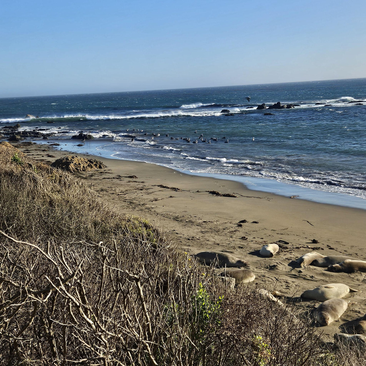 10/12 Elephant Seal Vista Point, San Simeon
