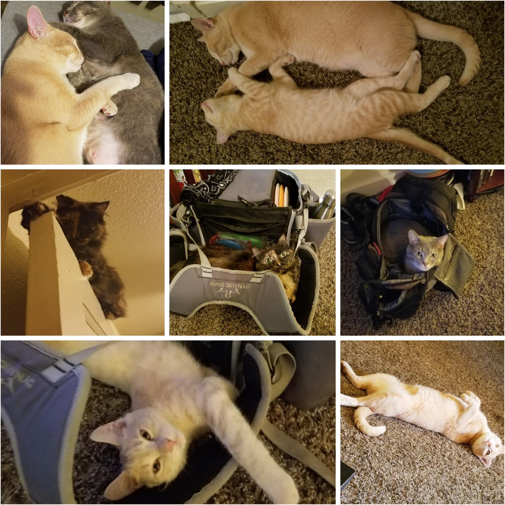 Sneezy, Dough, Buddy, Taz