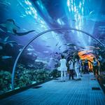 Shedd Aquarium