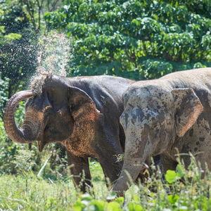 Elephant Sanctuary Excursion