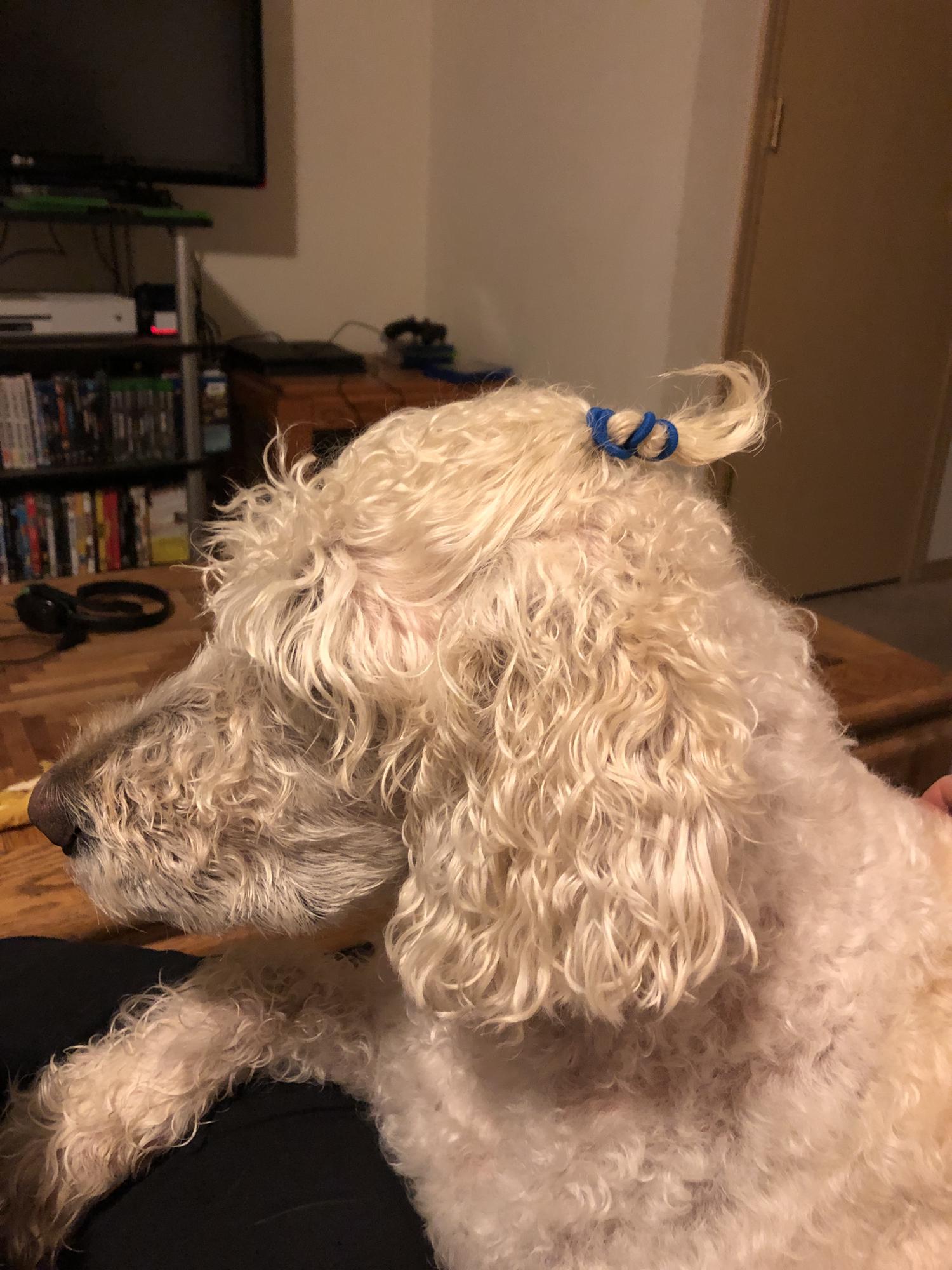 oh of all the things Sweet D has had to put up with. the man bun has been the funniest.
