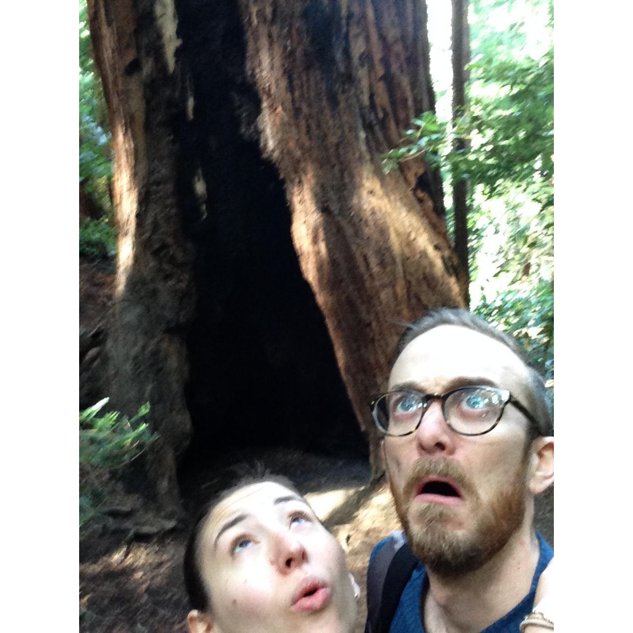 We were impressed by the large trees in Muir Woods, SF, 2016