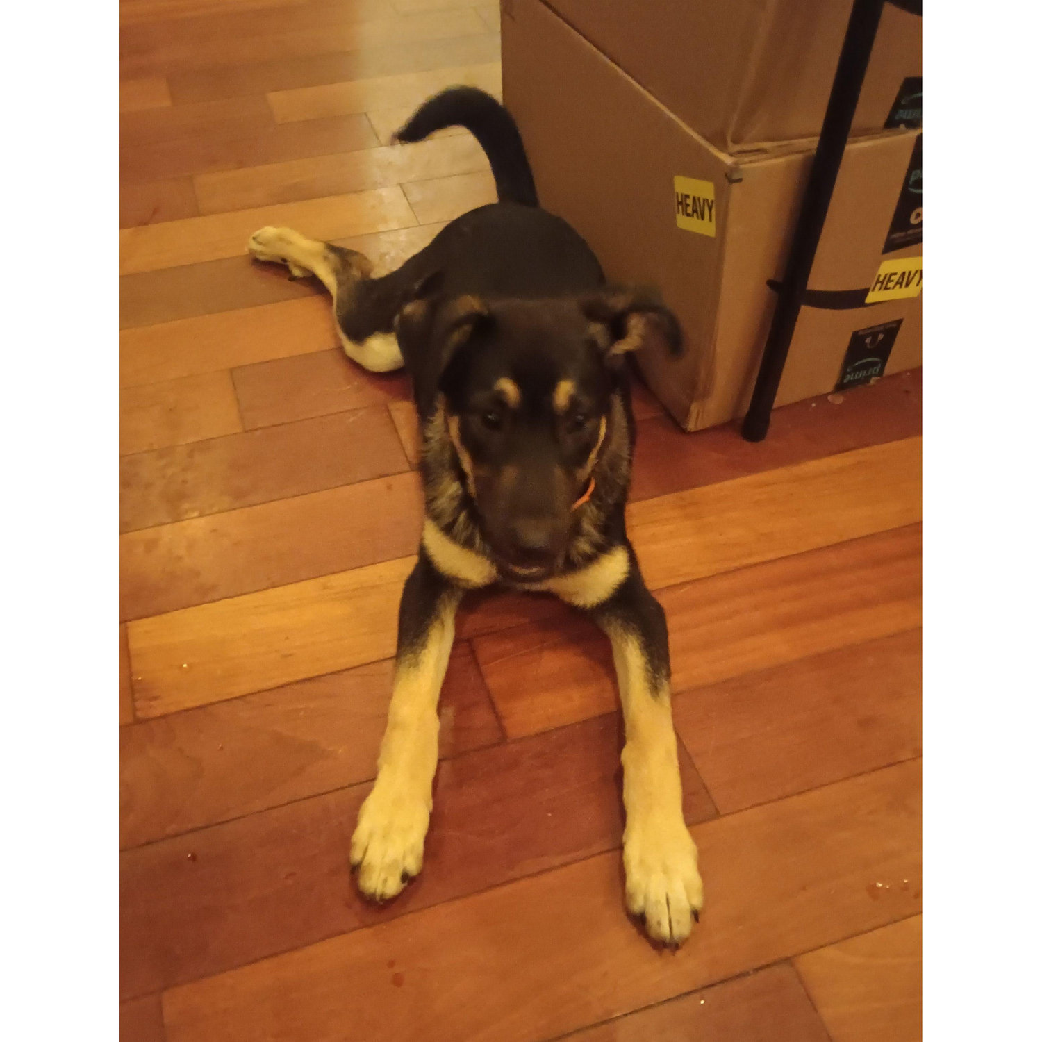New Addition!! "Shilo"...AKA "eatsshoesandeverythingelse"