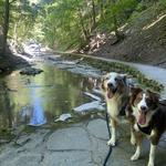 Cascadilla Gorge Trail