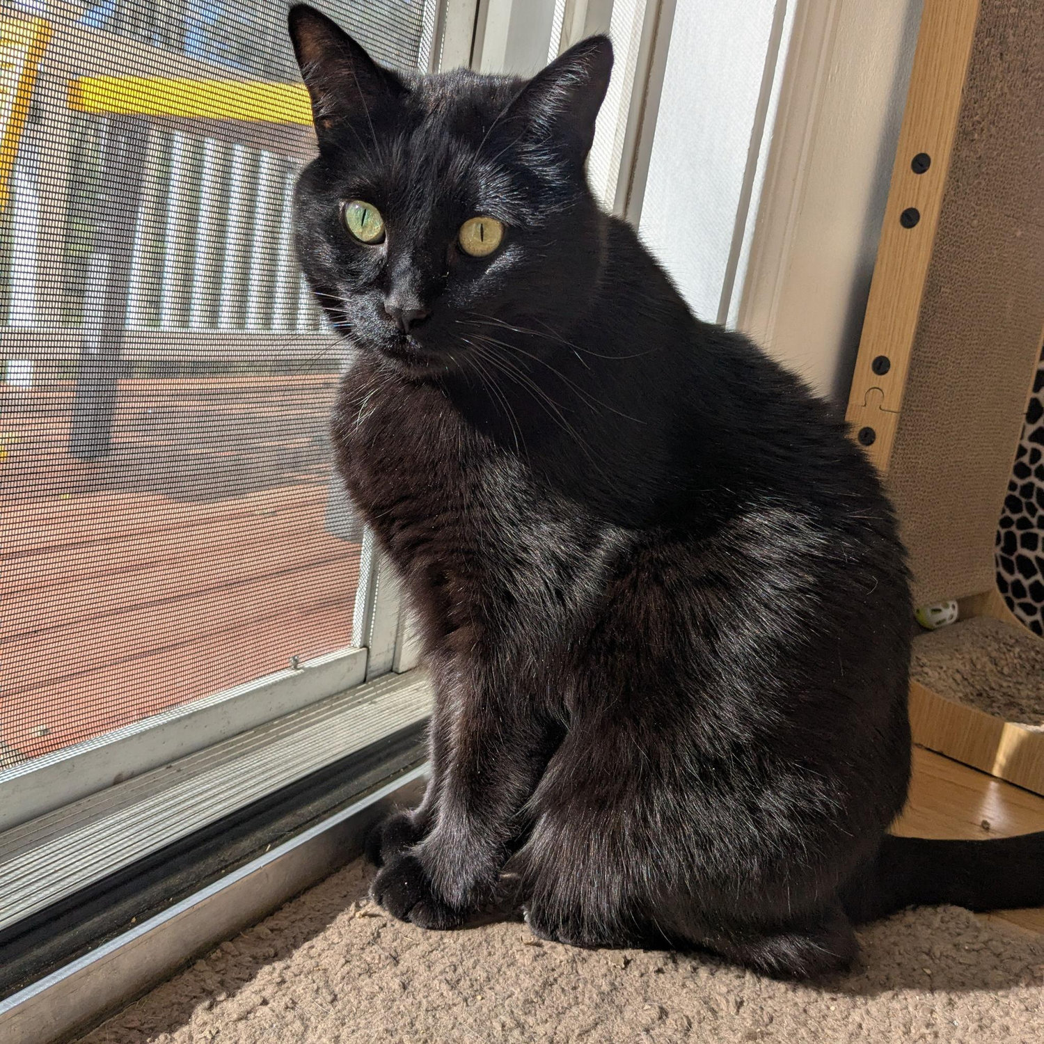 Sebastian poses
