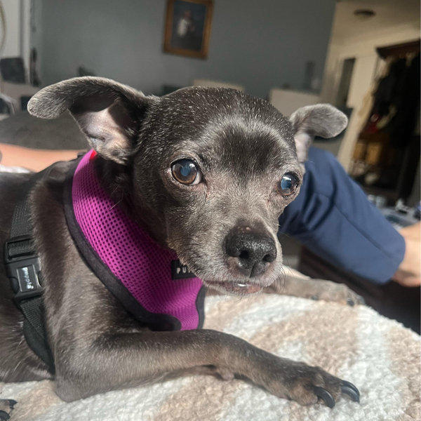 Zoey Expenses