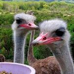 Ostrichland USA
