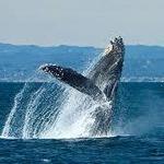 Monterey Bay Whale Watching