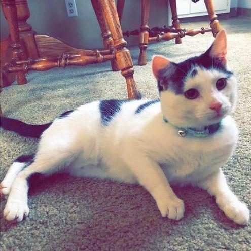 July 2018 - The day we adopted Neville