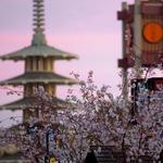 Japantown's Cherry Blossom Festival