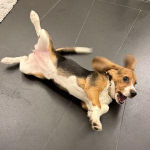 Puppy Training Lessons for Bailey
