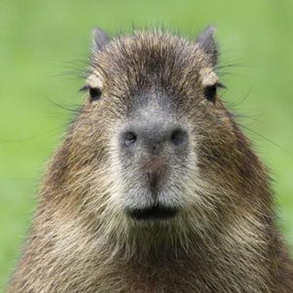 Capybara Cat Cafe