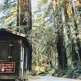 The Forest of Nisene Marks State Park