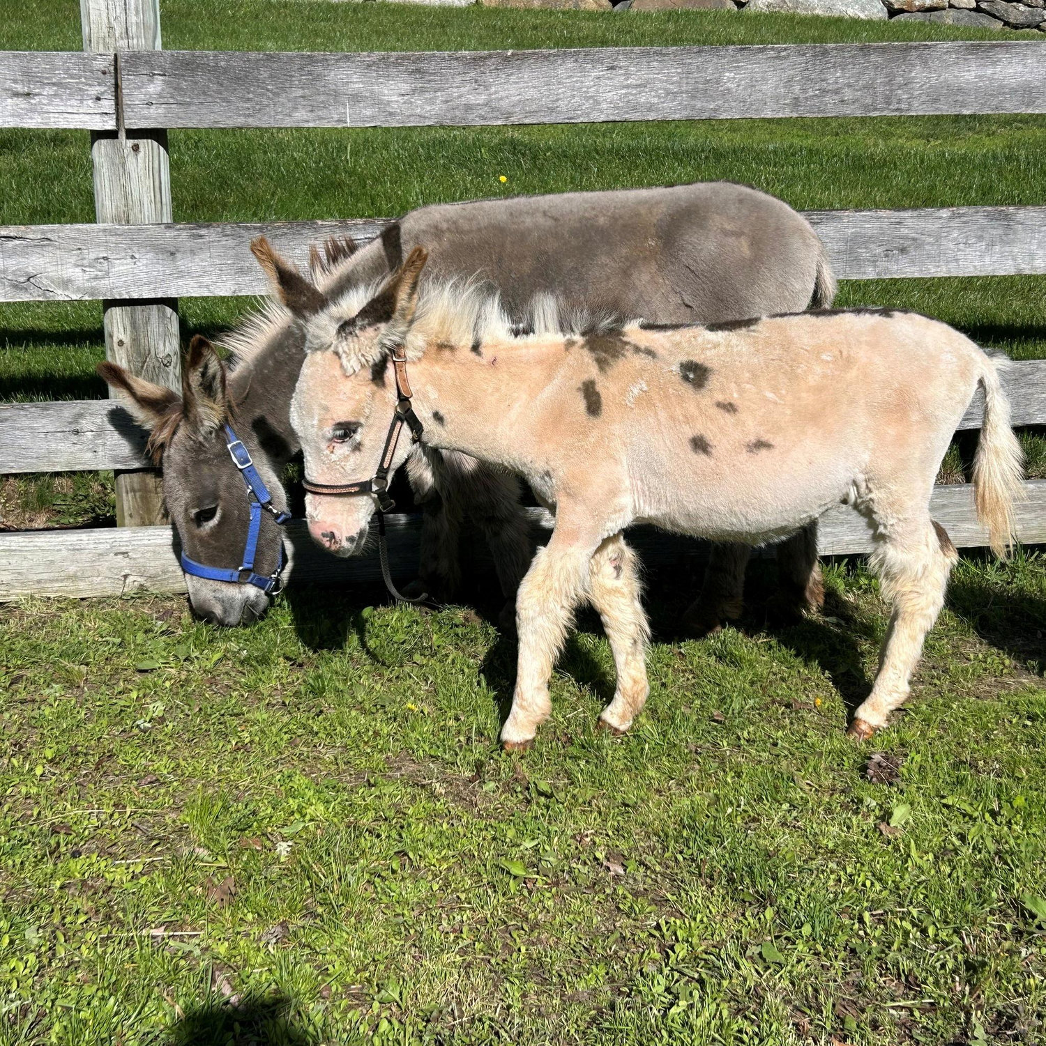 Eeyore and Tito