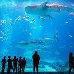 Georgia Aquarium
