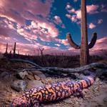 Arizona-Sonora Desert Museum