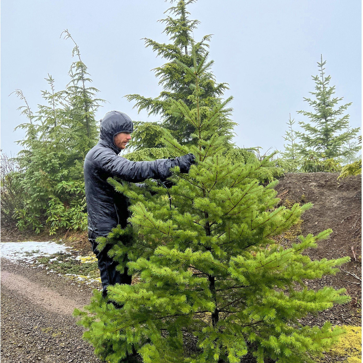 Starting our annual tradition of chopping down our own Christmas tree (legally, don't worry) the day after Thanksgiving.