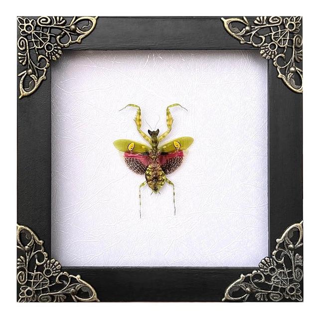 Real Green Mantis Gothic Decor Spooky Gifts Dried Preserved Beetle Insect Lover Entomology Taxidermy Bug Oddity Specimen Display Wall Decoration K12-62-TR