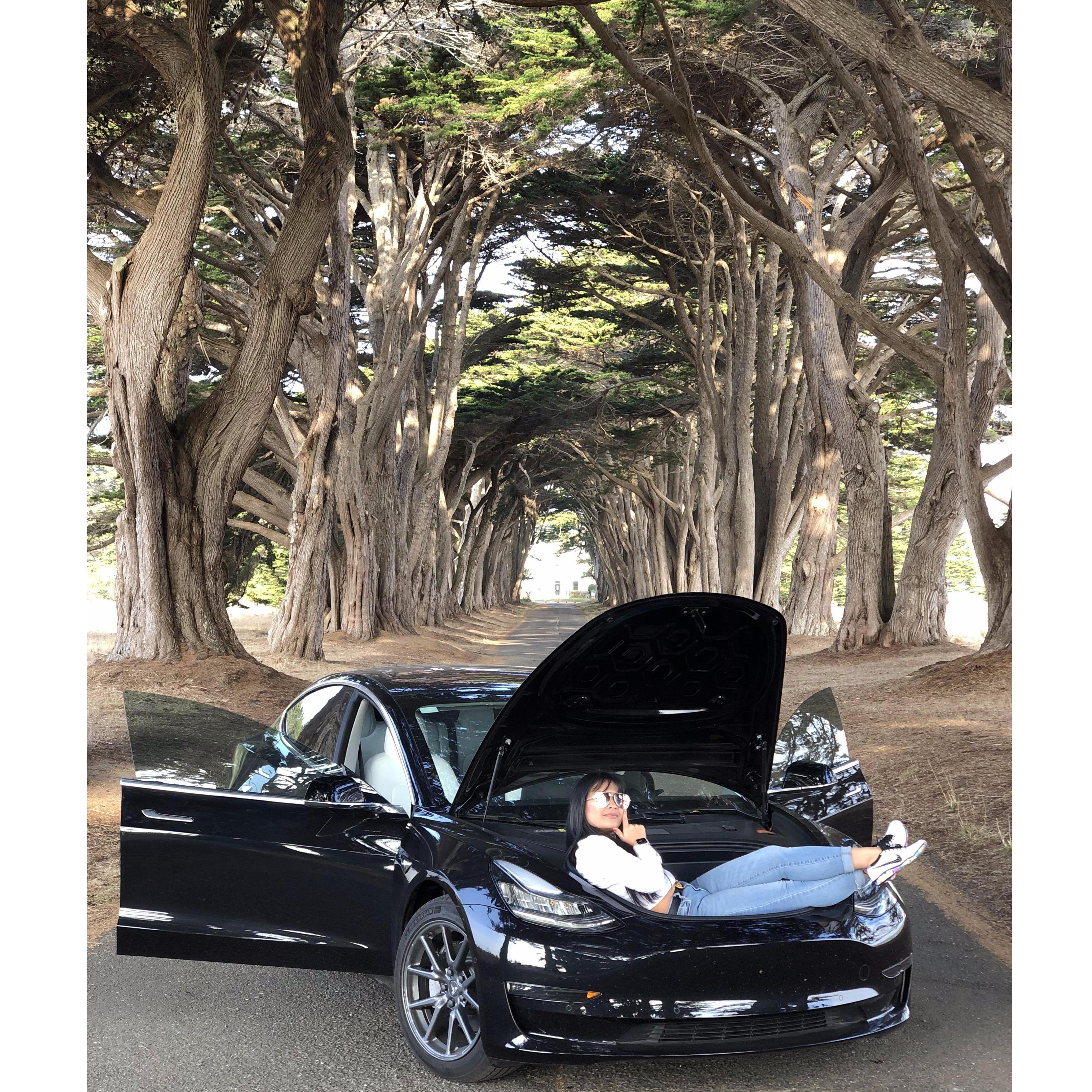 Hitching a ride in black sesame. Cypress tree tunnel #model3life