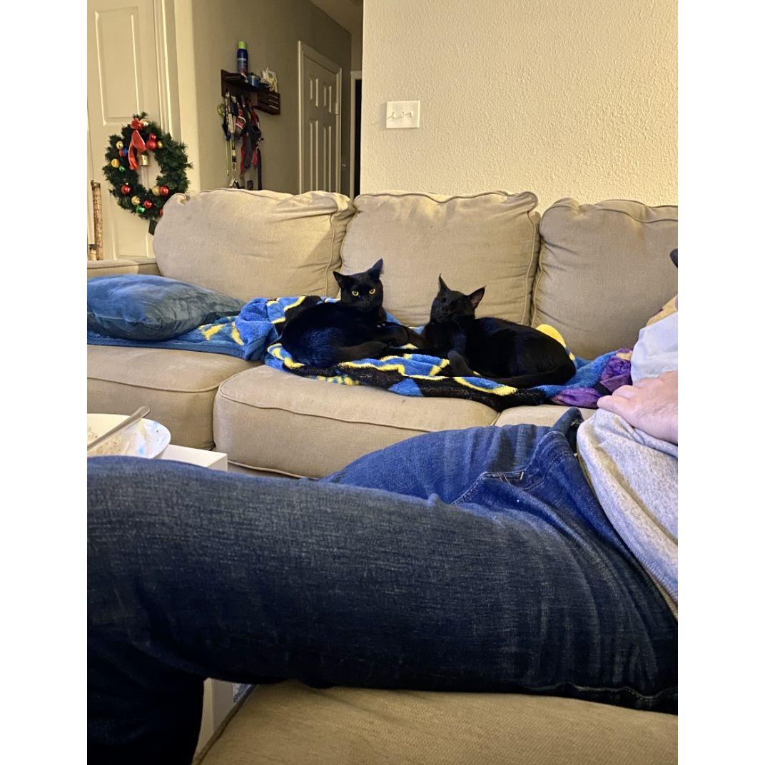 Bean and Nugget were enjoying Christmas 2023