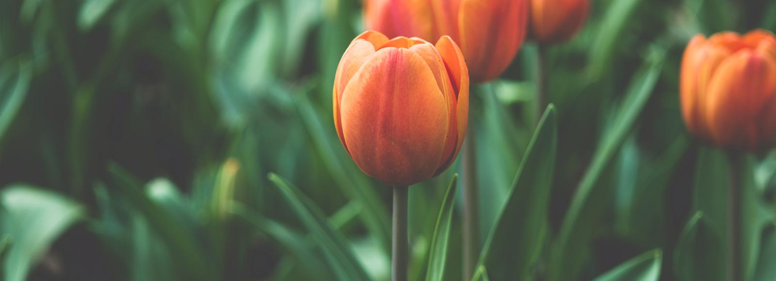 The Wedding Website of Bernardo Velasco and Seika Morita