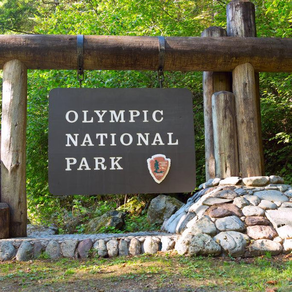 Honeymoon Fund to the Olympic National Forest