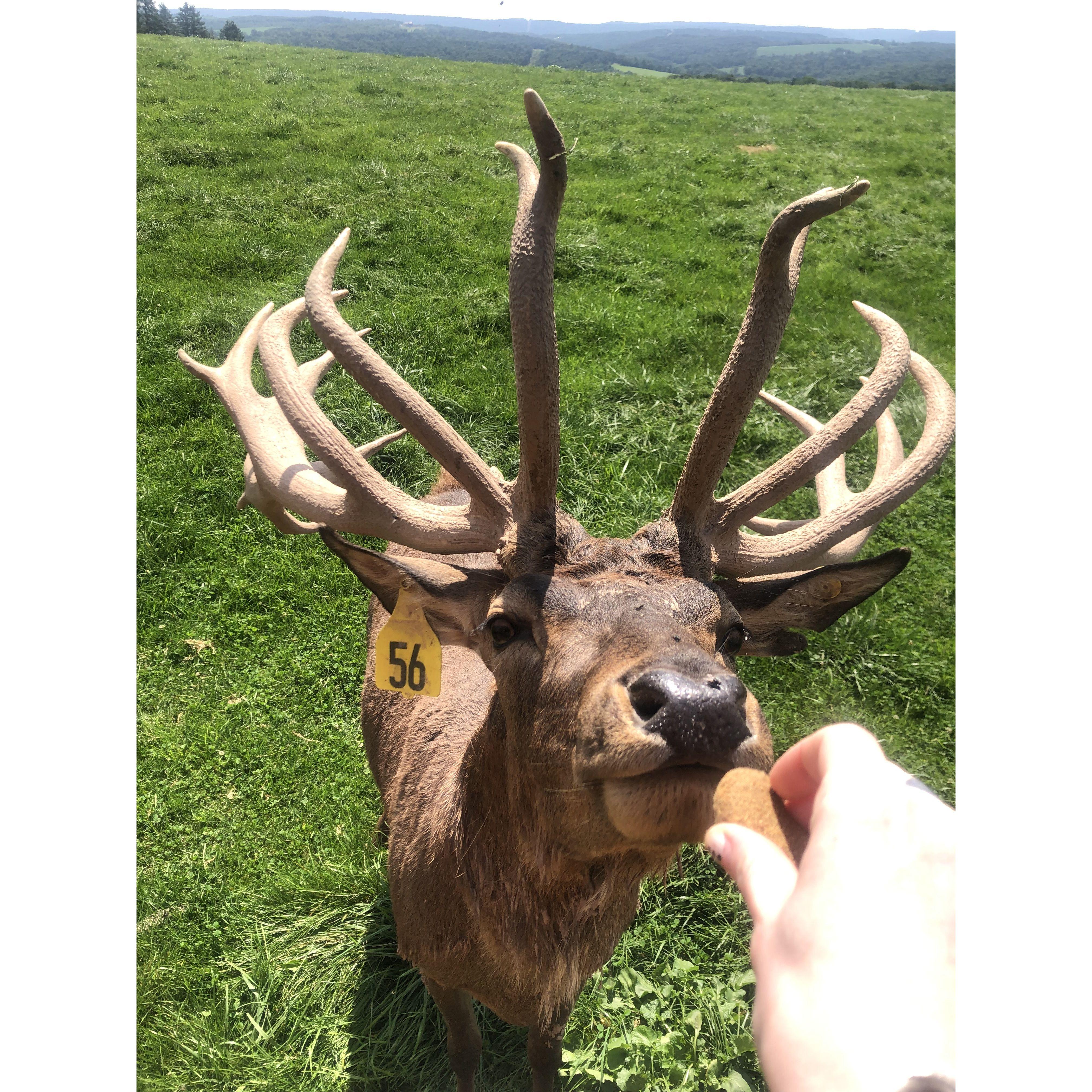 Feeding the deer. Engagement trip in Ringtown, August, 2023