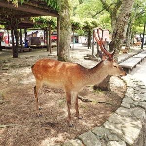 Hiroshima & Miyajima Trips