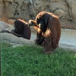 Phoenix Zoo