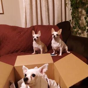 Vintage Pet Rescue