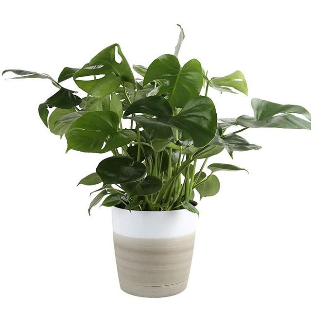 Costa Farms Split-Leaf Philodendron, Monstera deliciosa, Live Indoor Plant, 2 to 3-Feet Tall, Ships with Décor Planter, Fresh From Our Farm, Excellent Gift or Home Décor