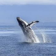 Whale Watching Tour in Cape Town