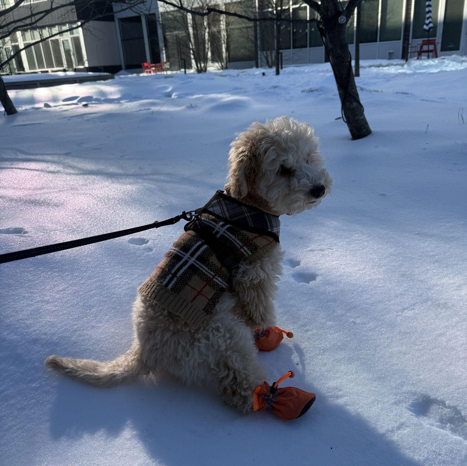 February 2026 - Honey Girl and her booties after 2 ft of snow in NJ