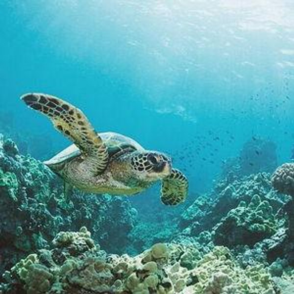 Snorkling