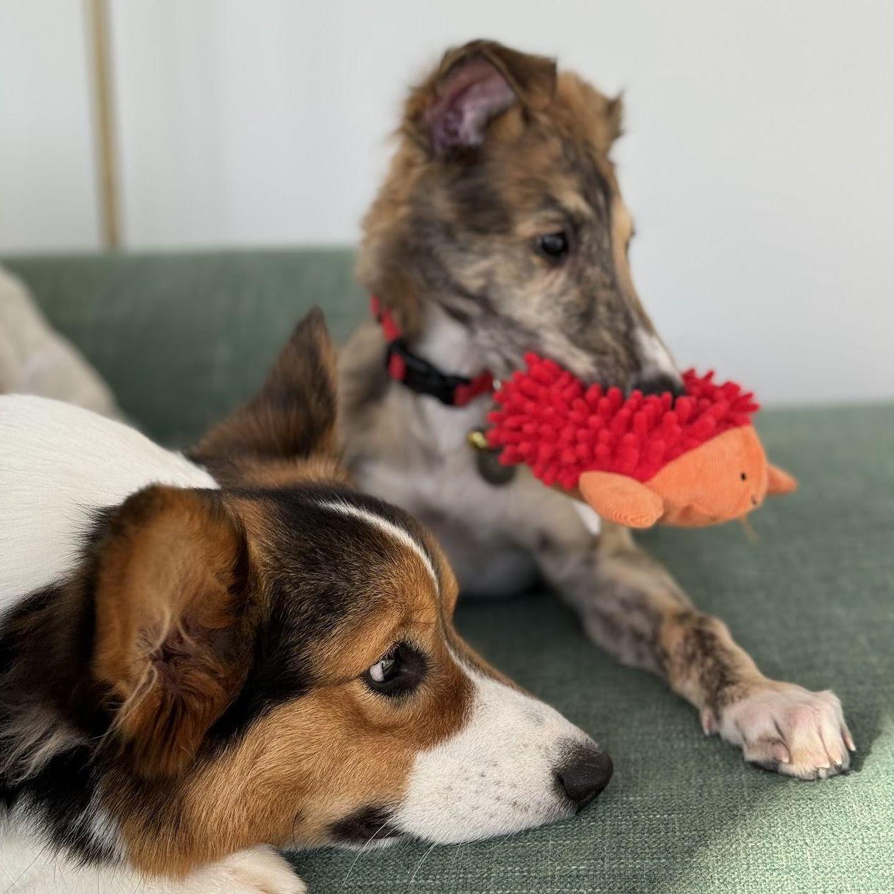 Bo learning to share his toys with Grandpaw