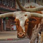 Fort Worth Stockyards